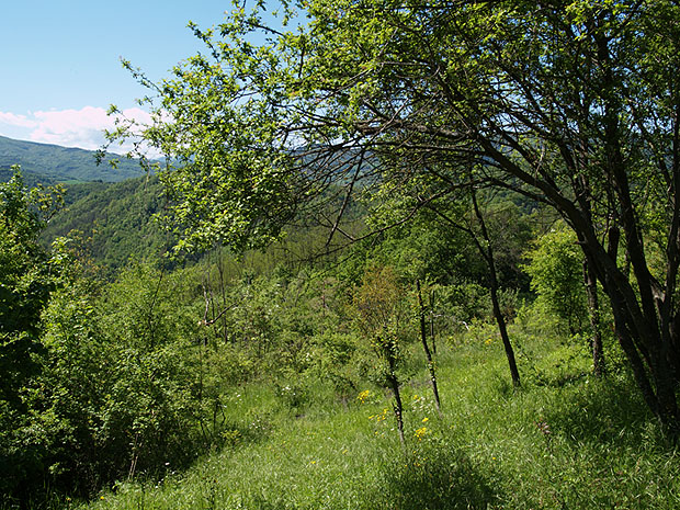 Oasi naturalistica del Carmine